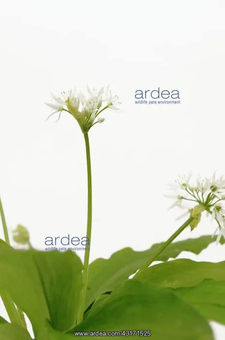 : Wild garlic or Ramsons, Allium ursinum, white flowers and le : Wild garlic or Ramsons, Allium ursinum, white flowers and le