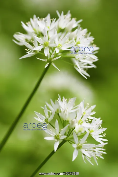  : Wild garlic, Ramsons, Allium ursinum, White subject