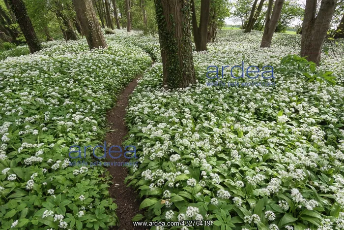 : Wild garlic, Ramsons, Allium ursinum, White subject : Wild garlic, Ramsons, Allium ursinum, White subject