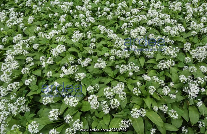 : Wild garlic, Ramsons, Allium ursinum, White subject : Wild garlic, Ramsons, Allium ursinum, White subject