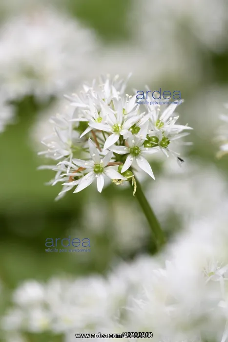  : Wild garlic, Ramsons, Allium ursinum, White subject