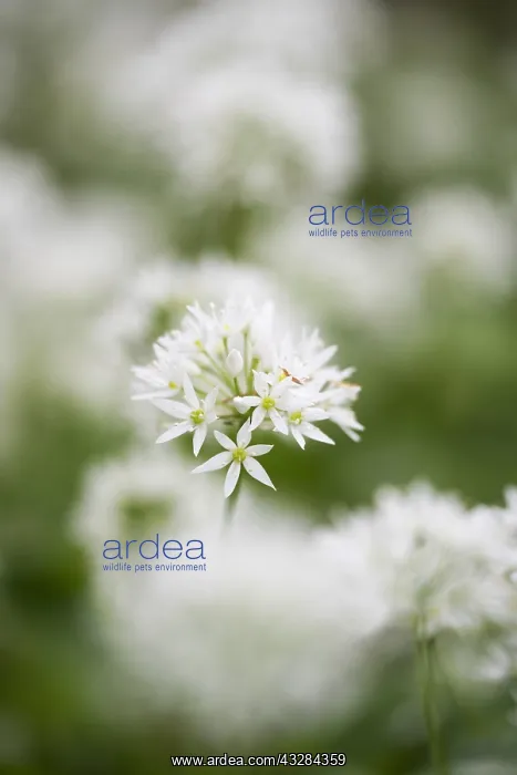  : Wild garlic, Ramsons, Allium ursinum, White subject