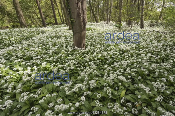 : Wild garlic, Ramsons, Allium ursinum, White subject : Wild garlic, Ramsons, Allium ursinum, White subject