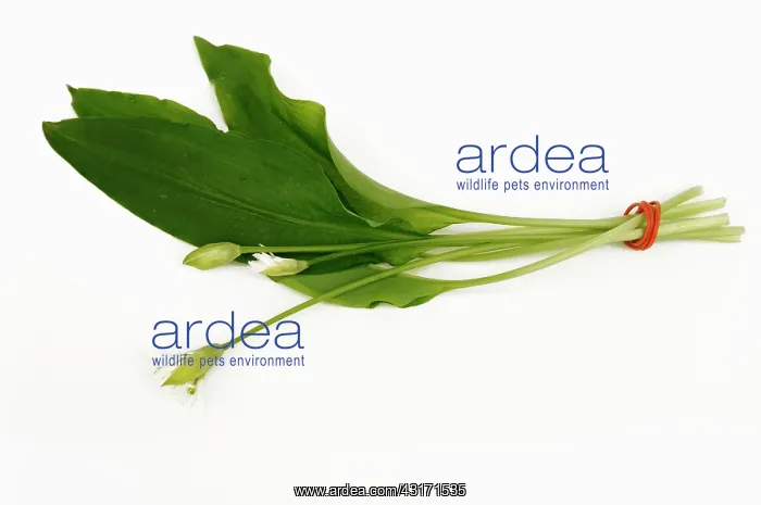 : Wild garlic or Ramsons, Allium ursinum, bunch of leaves with : Wild garlic or Ramsons, Allium ursinum, bunch of leaves with