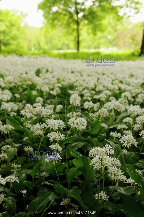 : Wild garlic or Ramsons, Allium ursinum, growing in a shady a : Wild garlic or Ramsons, Allium ursinum, growing in a shady a