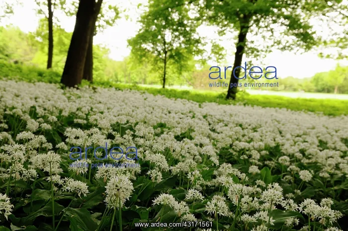 : Wild garlic or Ramsons, Allium ursinum, growing in a shady a : Wild garlic or Ramsons, Allium ursinum, growing in a shady a