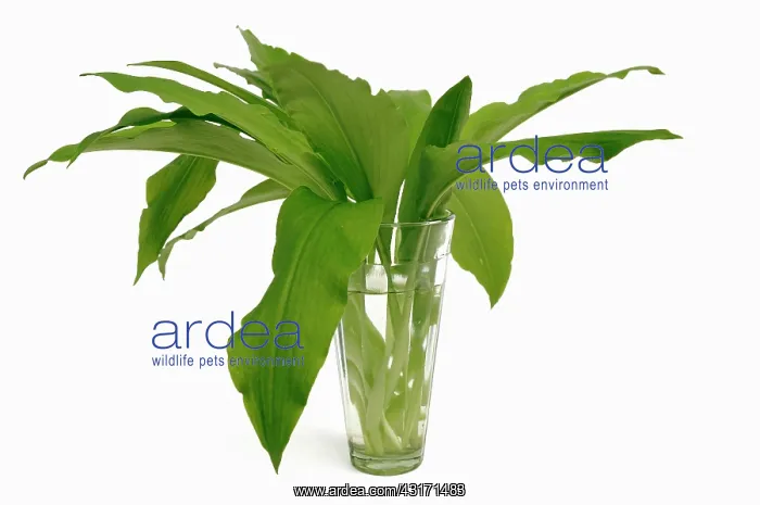 : Wild garlic or Ramsons, Allium ursinum, leaves in a glass of : Wild garlic or Ramsons, Allium ursinum, leaves in a glass of