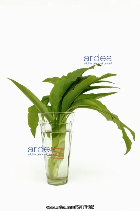 : Wild garlic or Ramsons, Allium ursinum, leaves in a glass of : Wild garlic or Ramsons, Allium ursinum, leaves in a glass of