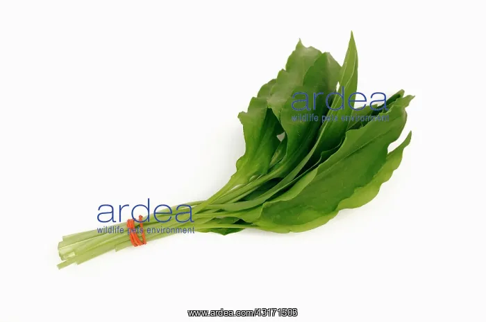  : Wild garlic or Ramsons, Allium ursinum, leaves tied with a r