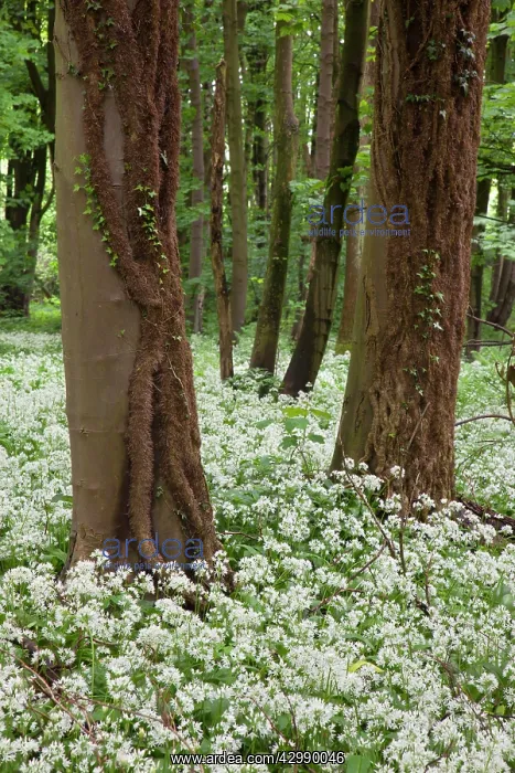 : Wild Garlic / Ramsons - in full flower in an old : Wild Garlic / Ramsons - in full flower in an old