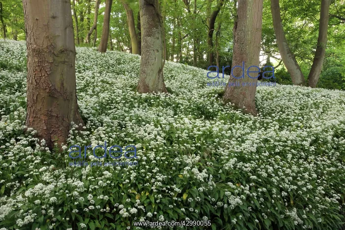 : Wild Garlic / Ramsons - in full flower in an old : Wild Garlic / Ramsons - in full flower in an old