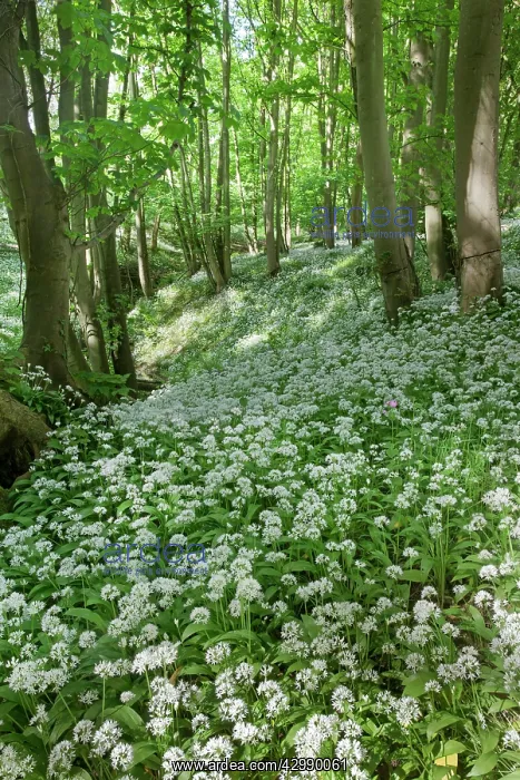 : Wild Garlic / Ramsons - in full flower in an old woodland : Wild Garlic / Ramsons - in full flower in an old woodland