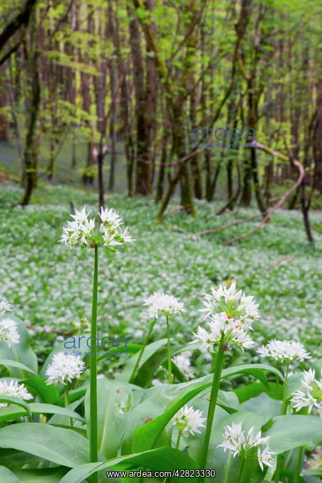  : Wild Garlic - in Spring