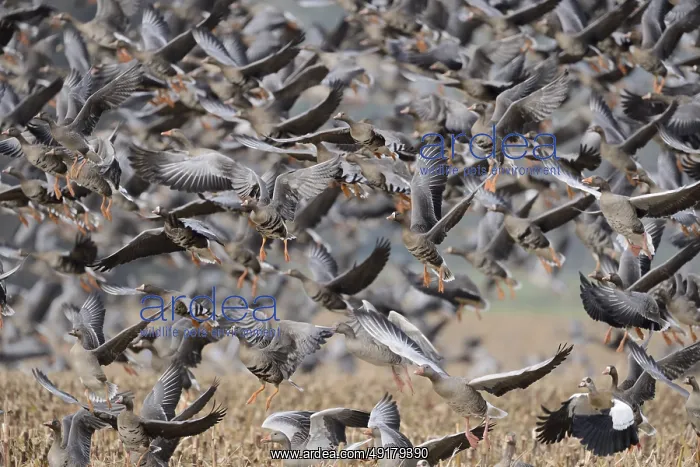 : Wild geese, mainly white-fronted geese (Anser albifrons) fly up in panic after a disturbance : Wild geese, mainly white-fronted geese (Anser albifrons) fly up in panic after a disturbance