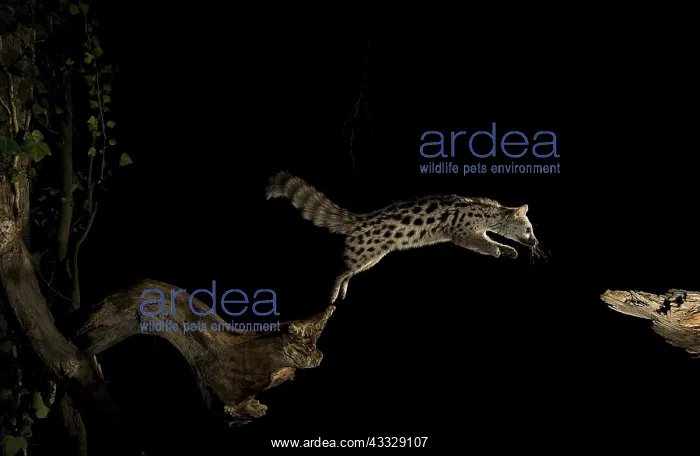  : A wild Genet jumping in the night. Hoya de Huesca