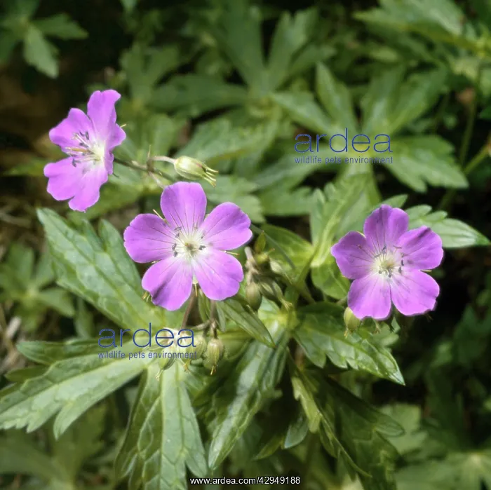 : Wild Geramium