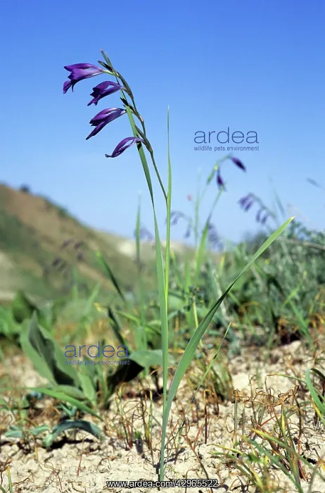 : Wild Gladiolus flowers : Wild Gladiolus flowers