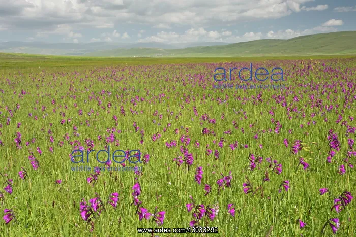 : Wild Gladiolus in marsh near Cildir, eastern Turkey : Wild Gladiolus in marsh near Cildir, eastern Turkey