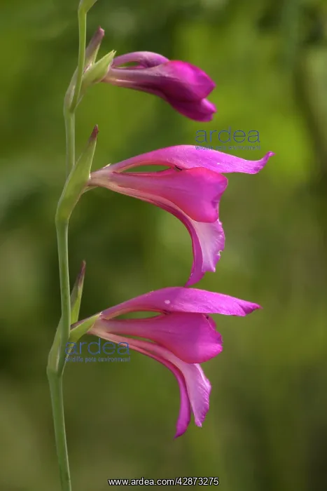 : Wild gladiolus, in the New Forest : Wild gladiolus, in the New Forest