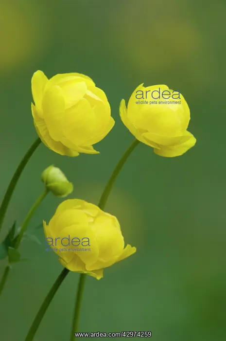 : Wild Globe Flower : Wild Globe Flower