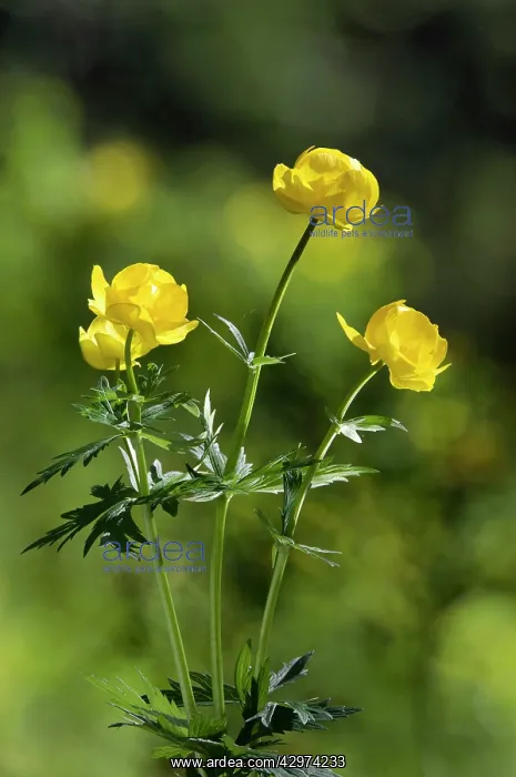: Wild Globe Flower - summer - June : Wild Globe Flower - summer - June
