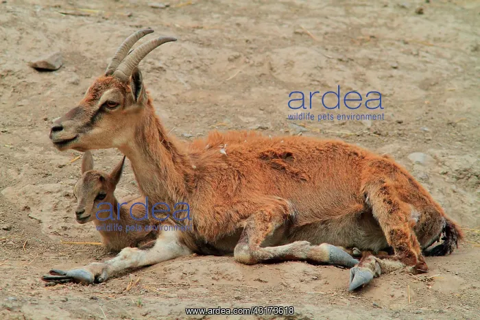 : Wild goat (Capra aegagrus), female and young : Wild goat (Capra aegagrus), female and young