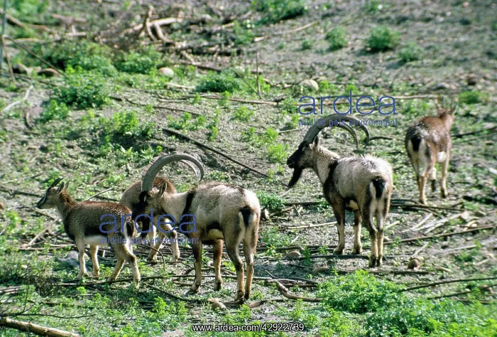 : Wild Goat - Cretan Wild Goat herd / Kri-kri : Wild Goat - Cretan Wild Goat herd / Kri-kri