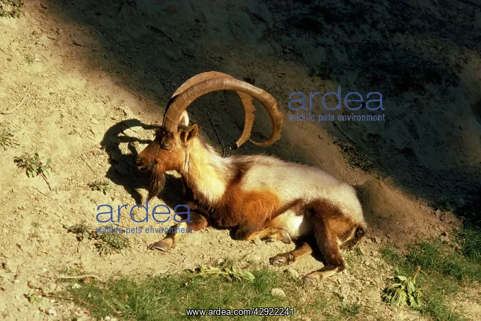  : Wild Goat - male Cretan Wild Goat  /  Kri-Kri