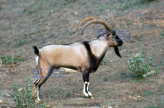 : Wild Goat - male Cretan Wild Goat / Kri-Kri : Wild Goat - male Cretan Wild Goat / Kri-Kri