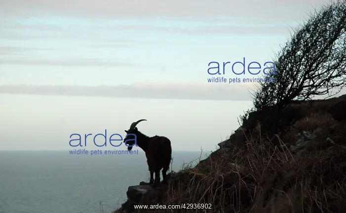 : Wild Goat - Silhouette with sea in background : Wild Goat - Silhouette with sea in background