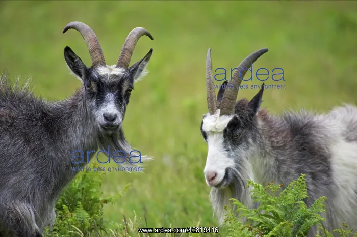 : Wild Goats of Lynton : Wild Goats of Lynton