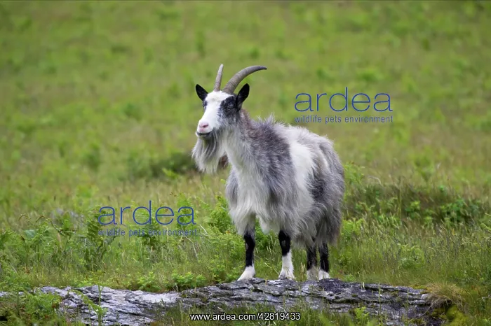 : Wild Goats of Lynton : Wild Goats of Lynton