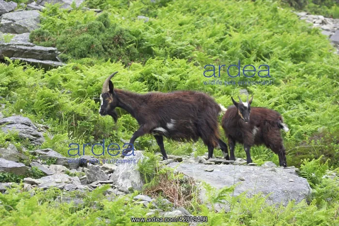  : Wild Goats of Lynton