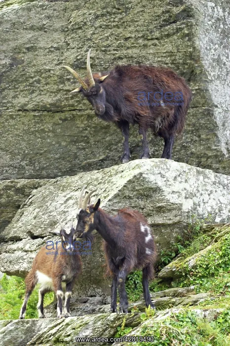 : Wild Goats of Lynton : Wild Goats of Lynton