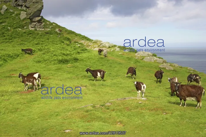  : Wild Goats of Lynton
