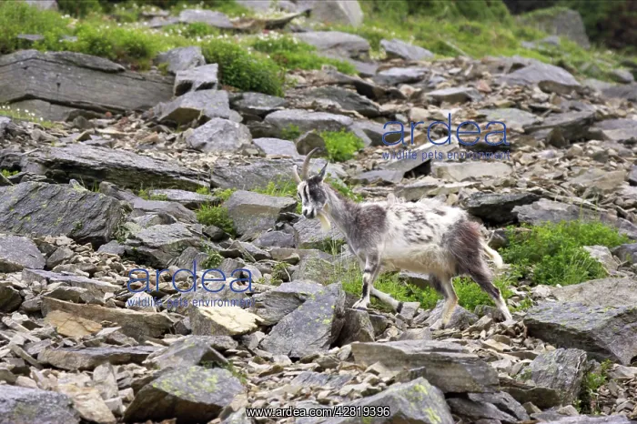 : Wild Goats of Lynton - Valley of the Rocks : Wild Goats of Lynton - Valley of the Rocks