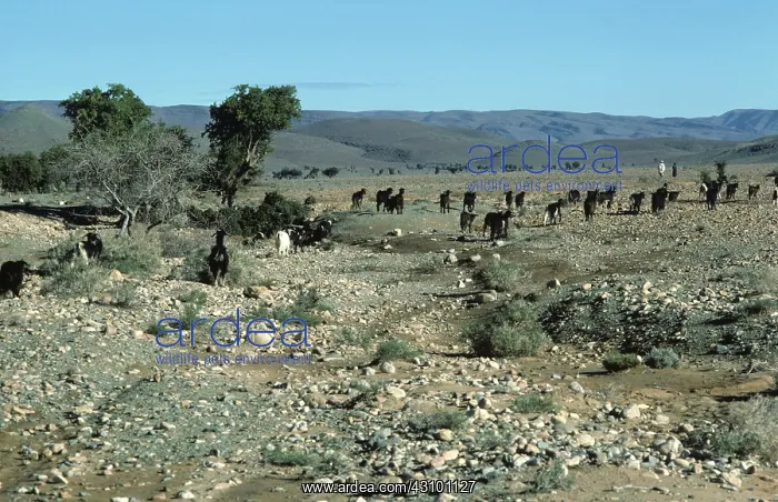 : Wild Goats, Morocco : Wild Goats, Morocco