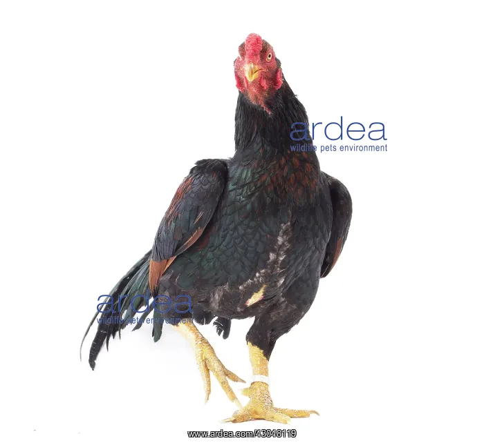  : Wild Golden Aseel Chicken Cockerel  /  Rooster