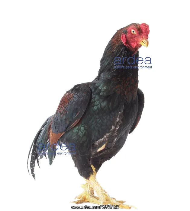 : Wild Golden Aseel Chicken Cockerel  /  Rooster