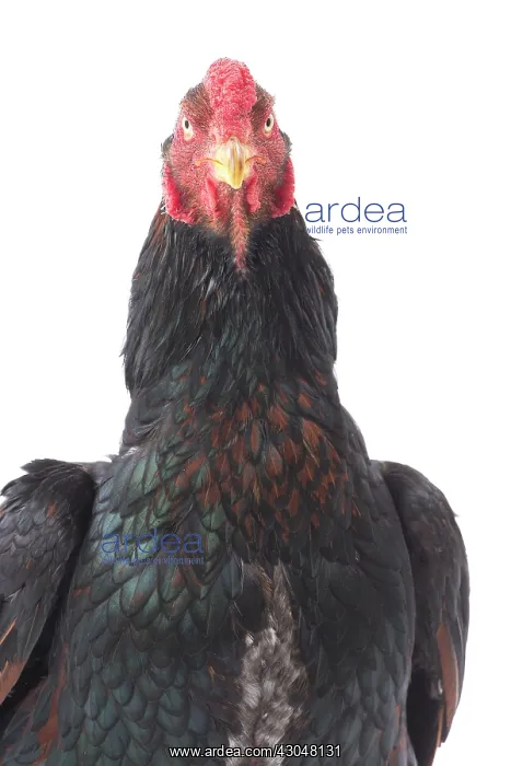  : Wild Golden Aseel Chicken Cockerel  /  Rooster
