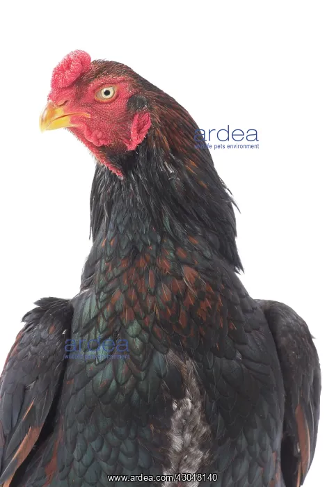  : Wild Golden Aseel Chicken Cockerel  /  Rooster