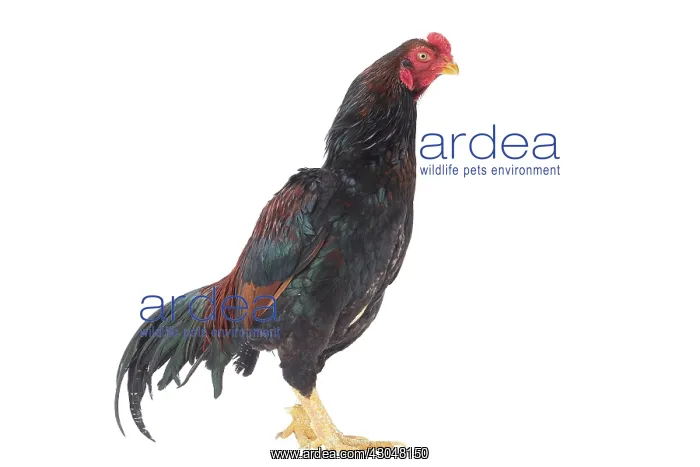  : Wild Golden Aseel Chicken Cockerel  /  Rooster