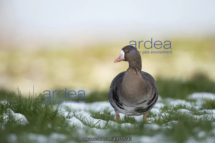 : Wild goose... White-fronted goose (Anser albifrons) adult bird on a snow-covered meadow on the Lower Rhine : Wild goose... White-fronted goose (Anser albifrons) adult bird on a snow-covered meadow on the Lower Rhine
