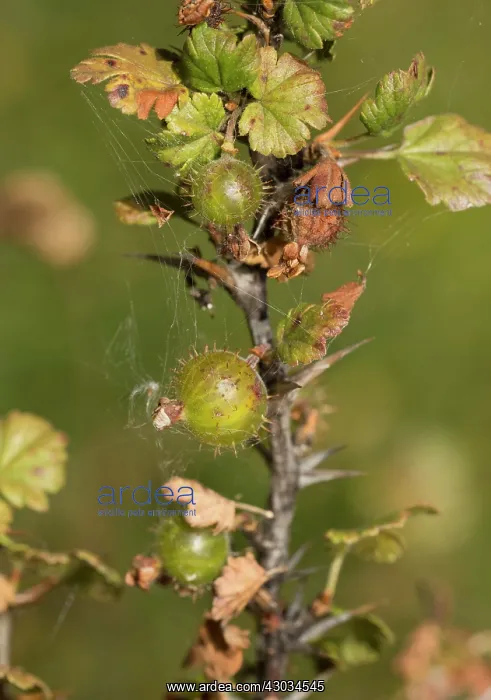  : Wild Gooseberry in fruit late summer