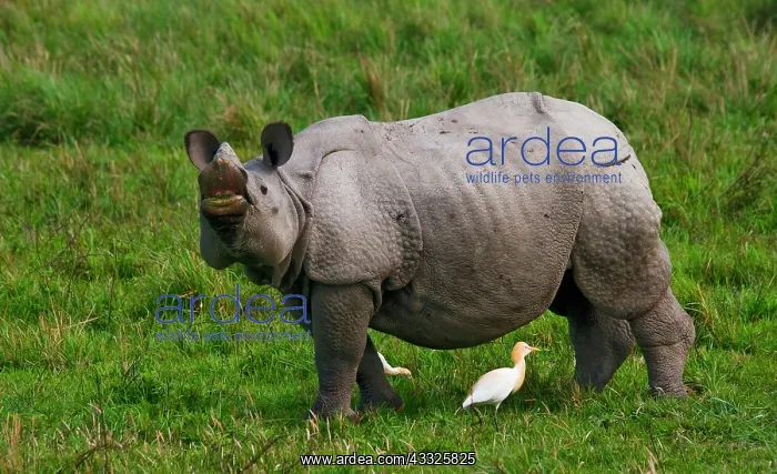 : Wild Great one-horned rhinoceros (Rhinoceros uni : Wild Great one-horned rhinoceros (Rhinoceros uni