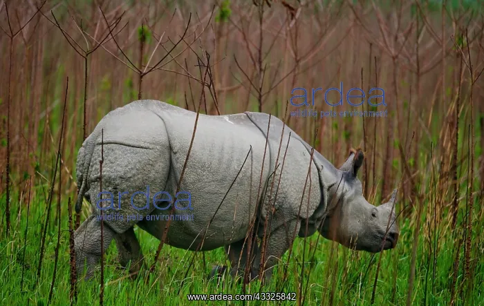 : Wild Great one-horned rhinoceros (Rhinoceros uni : Wild Great one-horned rhinoceros (Rhinoceros uni