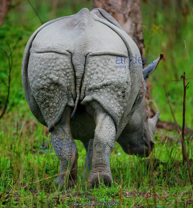 : Wild Great one-horned rhinoceros (Rhinoceros uni : Wild Great one-horned rhinoceros (Rhinoceros uni