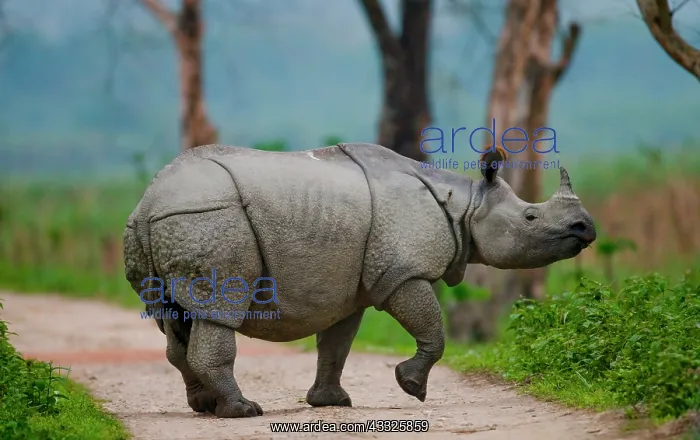 : Wild Great one-horned rhinoceros (Rhinoceros uni : Wild Great one-horned rhinoceros (Rhinoceros uni