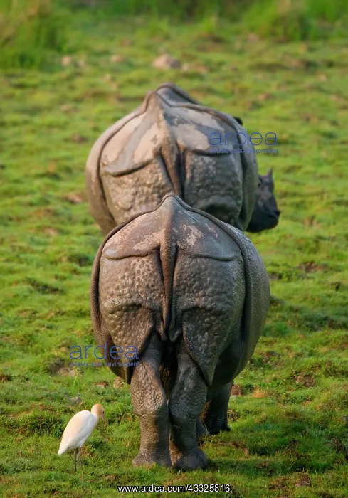 : Two Wild Great one-horned rhinoceroses (Rhinocer : Two Wild Great one-horned rhinoceroses (Rhinocer