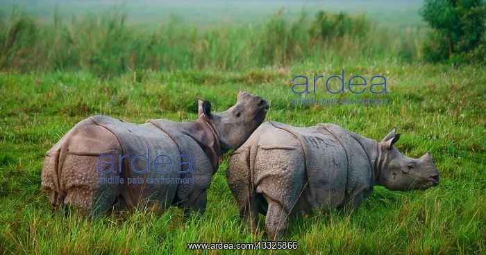 : Two Wild Great one-horned rhinoceroses (Rhinocer : Two Wild Great one-horned rhinoceroses (Rhinocer